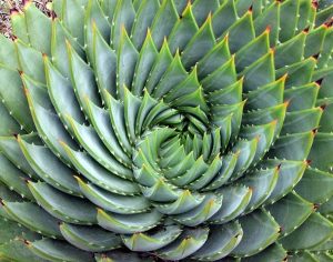 609px-Aloe_polyphylla_spiral